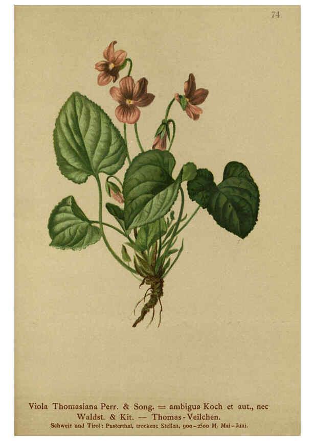 Reproducción/Reproduction 6311502651: Atlas der Alpenflora. v.1. Wien :Eigenthum und Verlag des Deutschen und Oesterr. Alpenvereins,1882