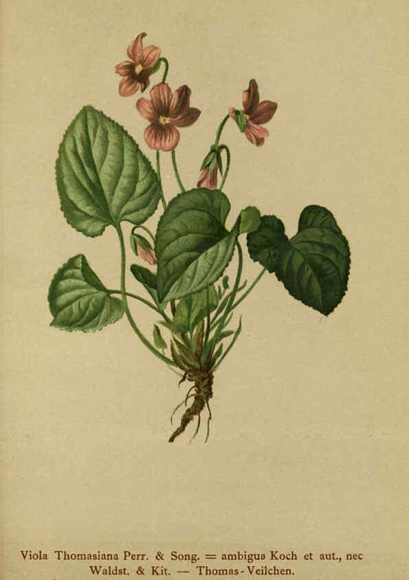 Reproducción/Reproduction 6311502651: Atlas der Alpenflora. v.1. Wien :Eigenthum und Verlag des Deutschen und Oesterr. Alpenvereins,1882