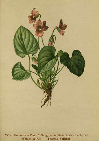 Reproducción/Reproduction 6311502651: Atlas der Alpenflora. v.1. Wien :Eigenthum und Verlag des Deutschen und Oesterr. Alpenvereins,1882