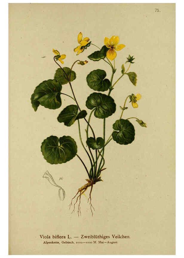 Reproducción/Reproduction 6311502775: Atlas der Alpenflora. v.1. Wien :Eigenthum und Verlag des Deutschen und Oesterr. Alpenvereins,1882
