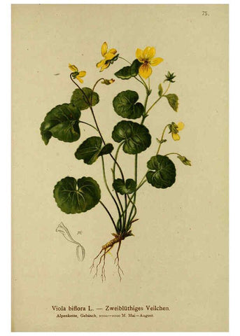 Reproducción/Reproduction 6311502775: Atlas der Alpenflora. v.1. Wien :Eigenthum und Verlag des Deutschen und Oesterr. Alpenvereins,1882