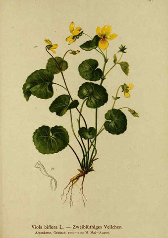 Reproducción/Reproduction 6311502775: Atlas der Alpenflora. v.1. Wien :Eigenthum und Verlag des Deutschen und Oesterr. Alpenvereins,1882
