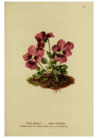 Reproducción/Reproduction 6312022822: Atlas der Alpenflora. v.1. Wien :Eigenthum und Verlag des Deutschen und Oesterr. Alpenvereins,1882