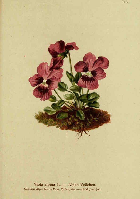 Reproducción/Reproduction 6312022822: Atlas der Alpenflora. v.1. Wien :Eigenthum und Verlag des Deutschen und Oesterr. Alpenvereins,1882