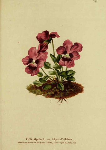 Reproducción/Reproduction 6312022822: Atlas der Alpenflora. v.1. Wien :Eigenthum und Verlag des Deutschen und Oesterr. Alpenvereins,1882
