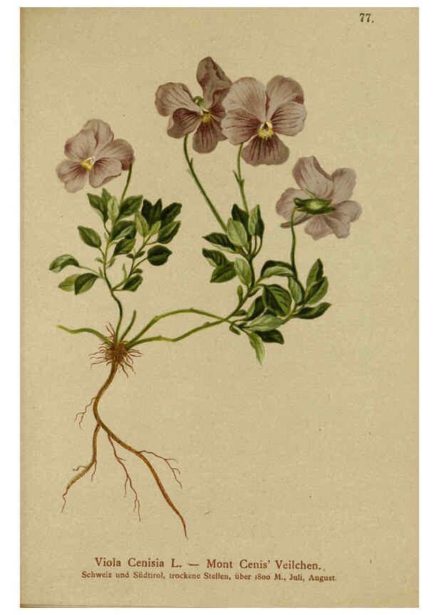 Reproducción/Reproduction 6312022960: Atlas der Alpenflora. v.1. Wien :Eigenthum und Verlag des Deutschen und Oesterr. Alpenvereins,1882