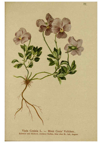 Reproducción/Reproduction 6312022960: Atlas der Alpenflora. v.1. Wien :Eigenthum und Verlag des Deutschen und Oesterr. Alpenvereins,1882