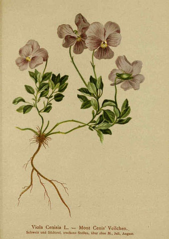 Reproducción/Reproduction 6312022960: Atlas der Alpenflora. v.1. Wien :Eigenthum und Verlag des Deutschen und Oesterr. Alpenvereins,1882