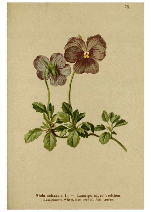 Reproducción/Reproduction 6311503147: Atlas der Alpenflora. v.1. Wien :Eigenthum und Verlag des Deutschen und Oesterr. Alpenvereins,1882
