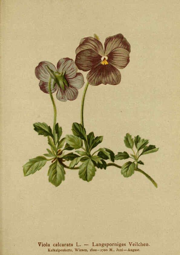 Reproducción/Reproduction 6311503147: Atlas der Alpenflora. v.1. Wien :Eigenthum und Verlag des Deutschen und Oesterr. Alpenvereins,1882