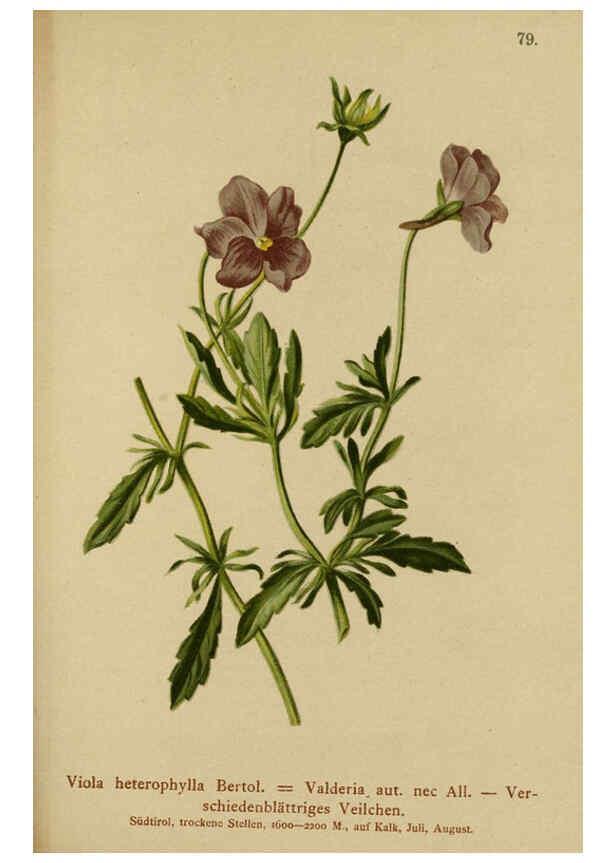 Reproducción/Reproduction 6311503339: Atlas der Alpenflora. v.1. Wien :Eigenthum und Verlag des Deutschen und Oesterr. Alpenvereins,1882