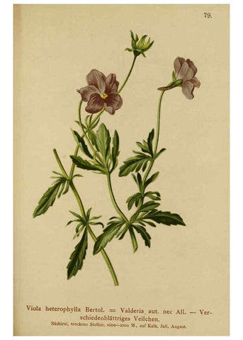 Reproducción/Reproduction 6311503339: Atlas der Alpenflora. v.1. Wien :Eigenthum und Verlag des Deutschen und Oesterr. Alpenvereins,1882