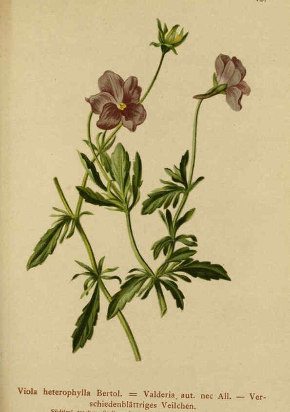 Reproducción/Reproduction 6311503339: Atlas der Alpenflora. v.1. Wien :Eigenthum und Verlag des Deutschen und Oesterr. Alpenvereins,1882