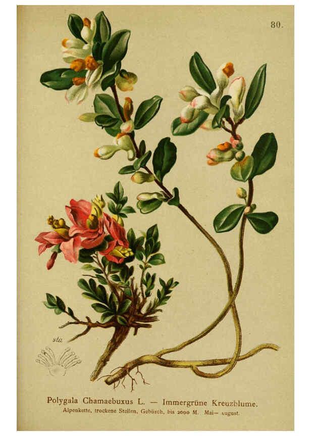 Reproducción/Reproduction 6312023390: Atlas der Alpenflora. v.1. Wien :Eigenthum und Verlag des Deutschen und Oesterr. Alpenvereins,1882