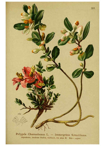 Reproducción/Reproduction 6312023390: Atlas der Alpenflora. v.1. Wien :Eigenthum und Verlag des Deutschen und Oesterr. Alpenvereins,1882