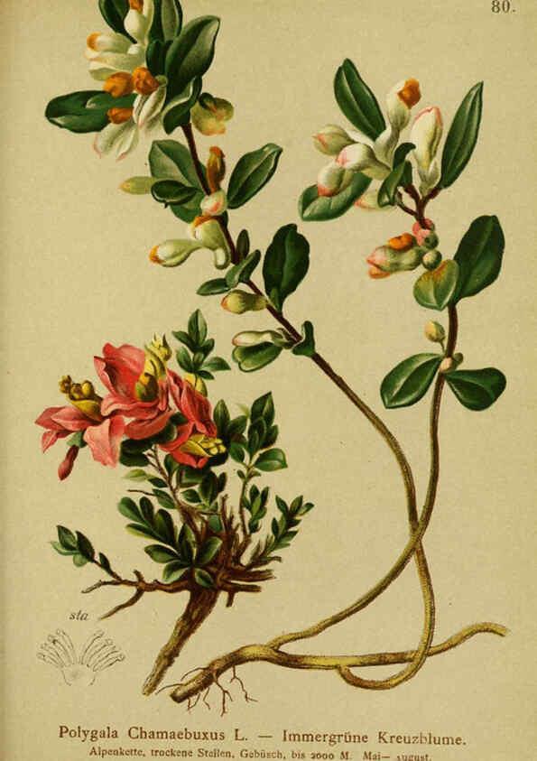 Reproducción/Reproduction 6312023390: Atlas der Alpenflora. v.1. Wien :Eigenthum und Verlag des Deutschen und Oesterr. Alpenvereins,1882