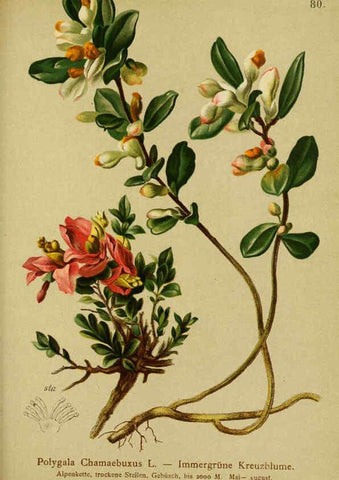 Reproducción/Reproduction 6312023390: Atlas der Alpenflora. v.1. Wien :Eigenthum und Verlag des Deutschen und Oesterr. Alpenvereins,1882
