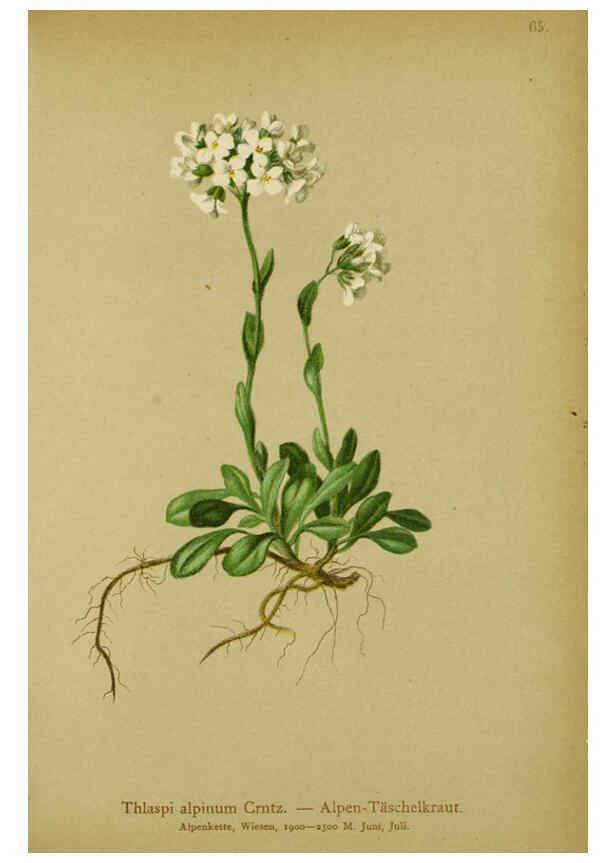 Reproducción/Reproduction 6311501505: Atlas der Alpenflora. v.1. Wien :Eigenthum und Verlag des Deutschen und Oesterr. Alpenvereins,1882