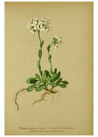 Reproducción/Reproduction 6311501505: Atlas der Alpenflora. v.1. Wien :Eigenthum und Verlag des Deutschen und Oesterr. Alpenvereins,1882