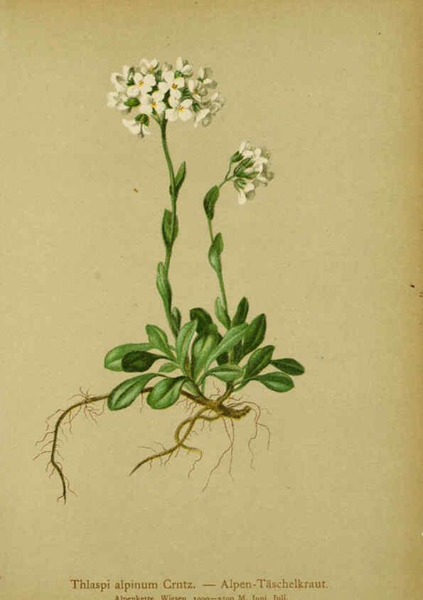 Reproducción/Reproduction 6311501505: Atlas der Alpenflora. v.1. Wien :Eigenthum und Verlag des Deutschen und Oesterr. Alpenvereins,1882