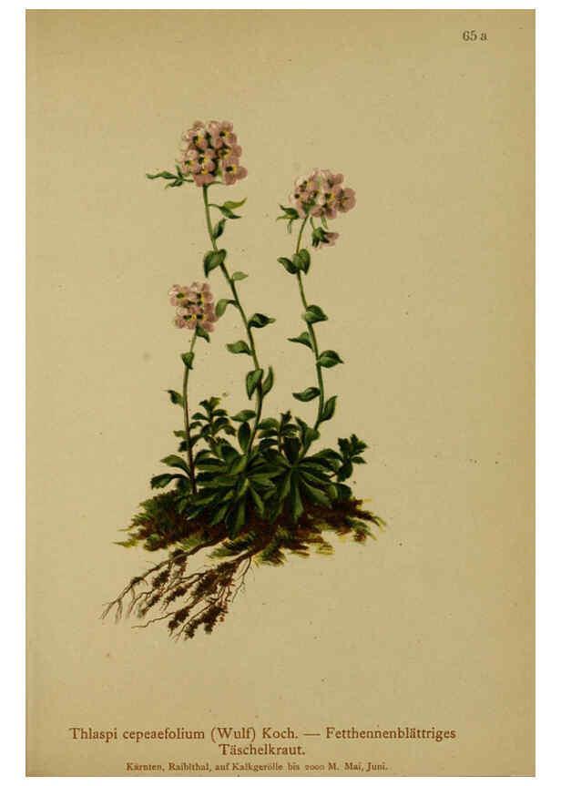 Reproducción/Reproduction 6312021298: Atlas der Alpenflora. v.1. Wien :Eigenthum und Verlag des Deutschen und Oesterr. Alpenvereins,1882