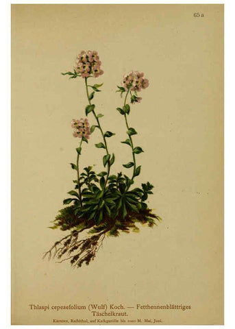 Reproducción/Reproduction 6312021298: Atlas der Alpenflora. v.1. Wien :Eigenthum und Verlag des Deutschen und Oesterr. Alpenvereins,1882