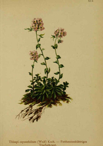 Reproducción/Reproduction 6312021298: Atlas der Alpenflora. v.1. Wien :Eigenthum und Verlag des Deutschen und Oesterr. Alpenvereins,1882