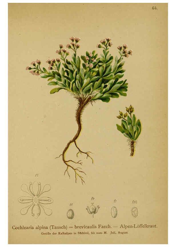 Reproducción/Reproduction 6311501245: Atlas der Alpenflora. v.1. Wien :Eigenthum und Verlag des Deutschen und Oesterr. Alpenvereins,1882