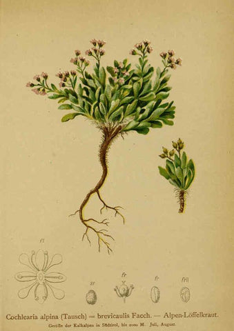 Reproducción/Reproduction 6311501245: Atlas der Alpenflora. v.1. Wien :Eigenthum und Verlag des Deutschen und Oesterr. Alpenvereins,1882