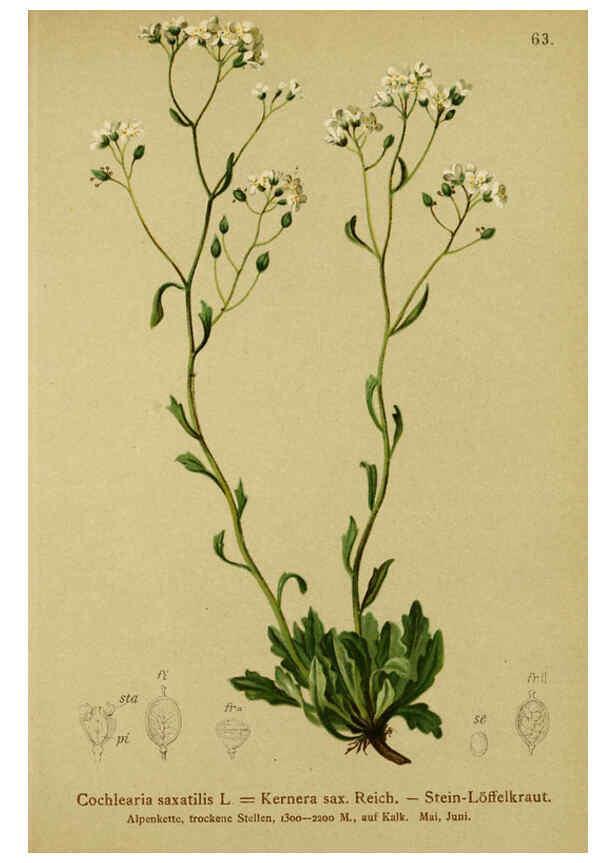 Reproducción/Reproduction 6312021054: Atlas der Alpenflora. v.1. Wien :Eigenthum und Verlag des Deutschen und Oesterr. Alpenvereins,1882