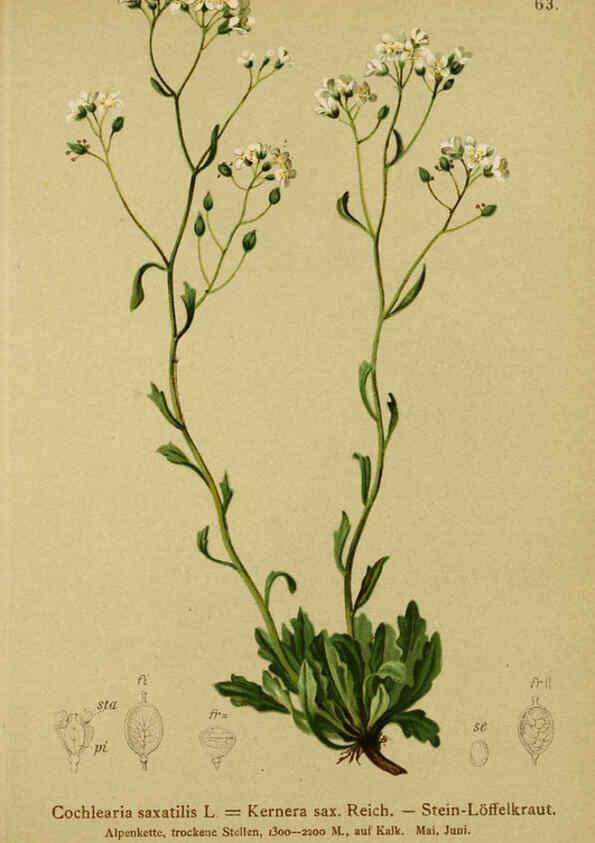 Reproducción/Reproduction 6312021054: Atlas der Alpenflora. v.1. Wien :Eigenthum und Verlag des Deutschen und Oesterr. Alpenvereins,1882