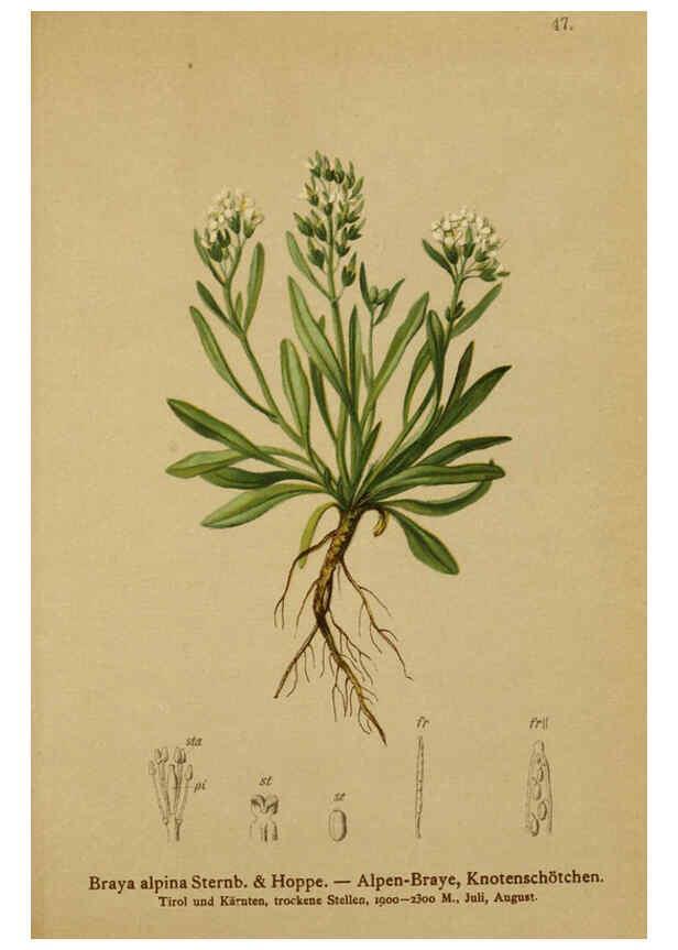 Reproducción/Reproduction 6311498865: Atlas der Alpenflora. v.1. Wien :Eigenthum und Verlag des Deutschen und Oesterr. Alpenvereins,1882
