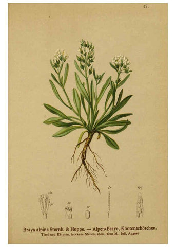 Reproducción/Reproduction 6311498865: Atlas der Alpenflora. v.1. Wien :Eigenthum und Verlag des Deutschen und Oesterr. Alpenvereins,1882