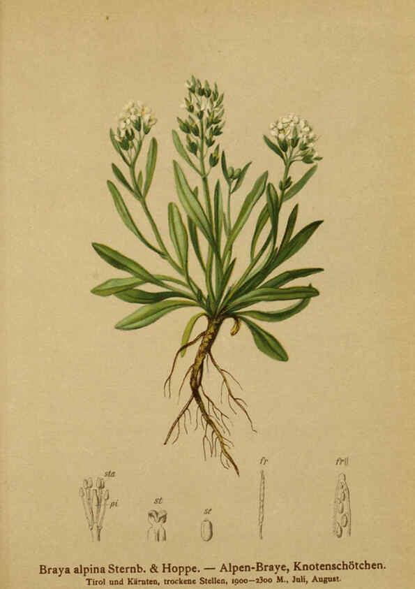 Reproducción/Reproduction 6311498865: Atlas der Alpenflora. v.1. Wien :Eigenthum und Verlag des Deutschen und Oesterr. Alpenvereins,1882