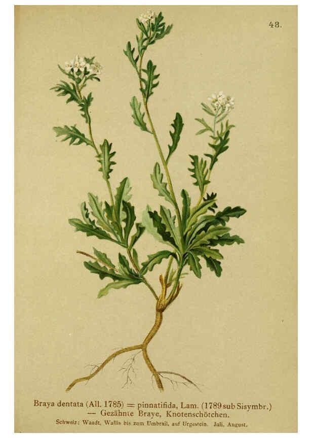 Reproducción/Reproduction 6311499023: Atlas der Alpenflora. v.1. Wien :Eigenthum und Verlag des Deutschen und Oesterr. Alpenvereins,1882