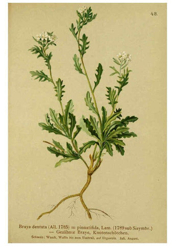 Reproducción/Reproduction 6311499023: Atlas der Alpenflora. v.1. Wien :Eigenthum und Verlag des Deutschen und Oesterr. Alpenvereins,1882