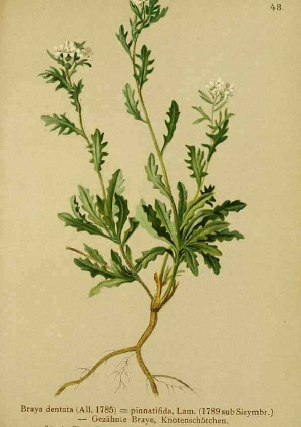 Reproducción/Reproduction 6311499023: Atlas der Alpenflora. v.1. Wien :Eigenthum und Verlag des Deutschen und Oesterr. Alpenvereins,1882