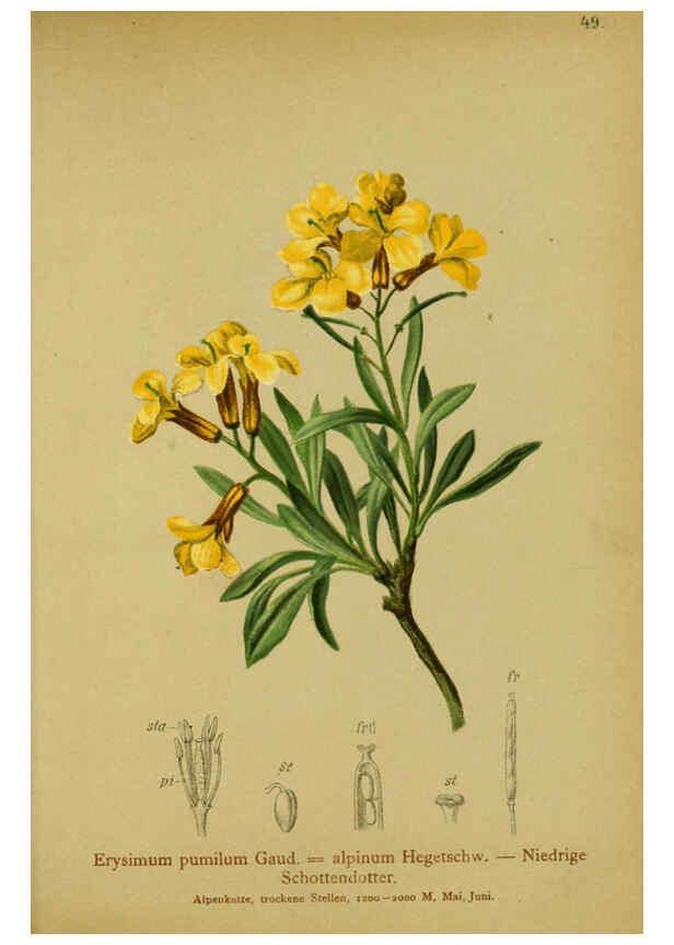 Reproducción/Reproduction 6311499157: Atlas der Alpenflora. v.1. Wien :Eigenthum und Verlag des Deutschen und Oesterr. Alpenvereins,1882