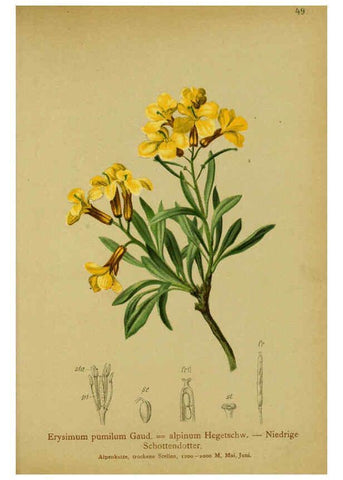 Reproducción/Reproduction 6311499157: Atlas der Alpenflora. v.1. Wien :Eigenthum und Verlag des Deutschen und Oesterr. Alpenvereins,1882