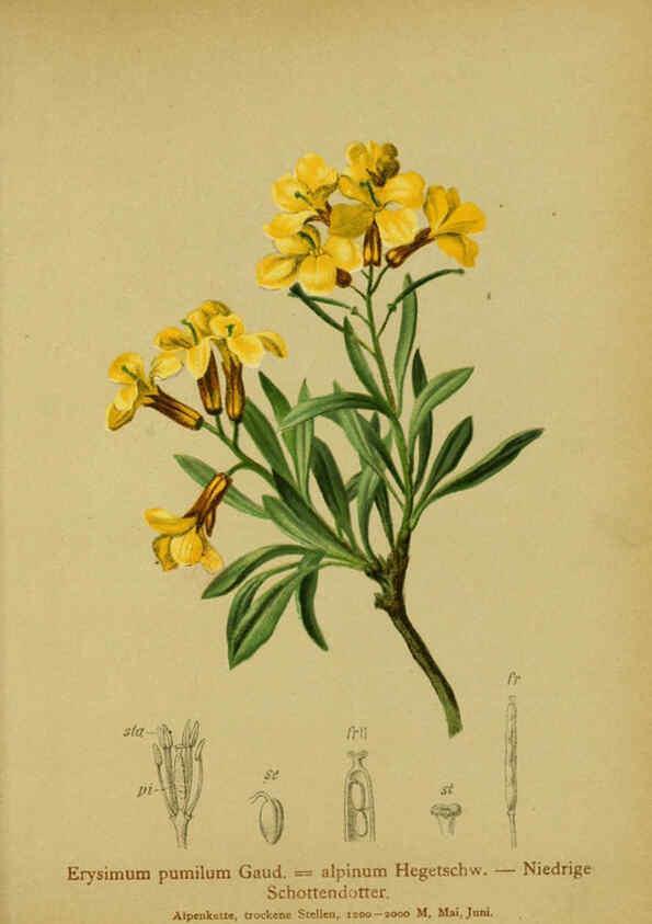 Reproducción/Reproduction 6311499157: Atlas der Alpenflora. v.1. Wien :Eigenthum und Verlag des Deutschen und Oesterr. Alpenvereins,1882