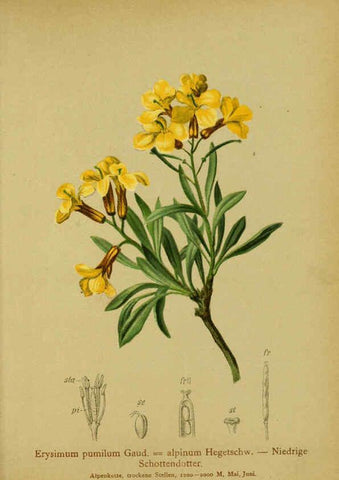 Reproducción/Reproduction 6311499157: Atlas der Alpenflora. v.1. Wien :Eigenthum und Verlag des Deutschen und Oesterr. Alpenvereins,1882