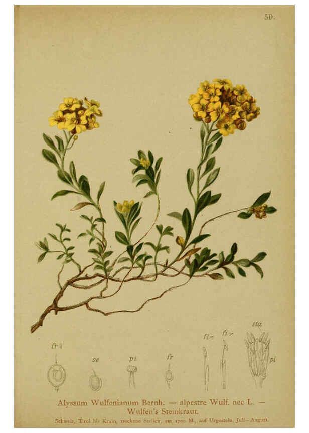 Reproducción/Reproduction 6312019276: Atlas der Alpenflora. v.1. Wien :Eigenthum und Verlag des Deutschen und Oesterr. Alpenvereins,1882