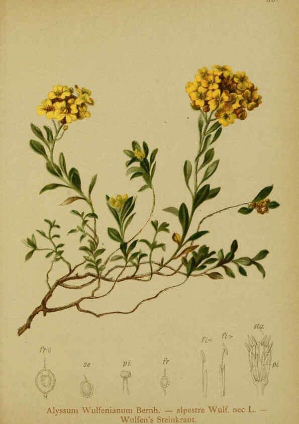 Reproducción/Reproduction 6312019276: Atlas der Alpenflora. v.1. Wien :Eigenthum und Verlag des Deutschen und Oesterr. Alpenvereins,1882