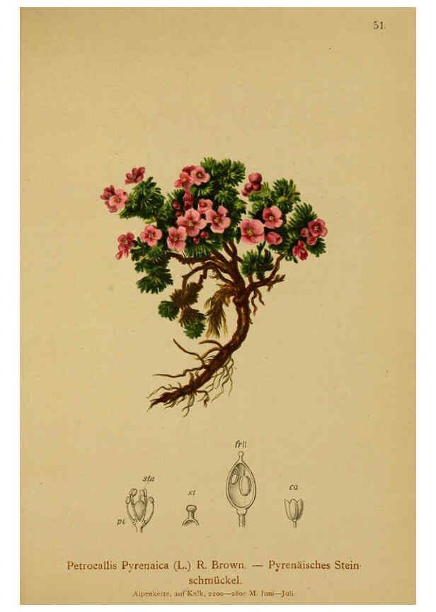 Reproducción/Reproduction 6312019430: Atlas der Alpenflora. v.1. Wien :Eigenthum und Verlag des Deutschen und Oesterr. Alpenvereins,1882