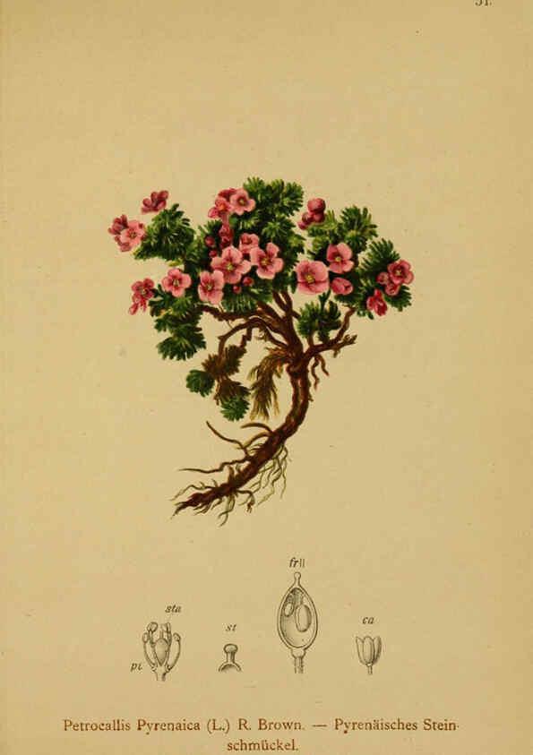Reproducción/Reproduction 6312019430: Atlas der Alpenflora. v.1. Wien :Eigenthum und Verlag des Deutschen und Oesterr. Alpenvereins,1882