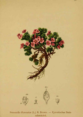 Reproducción/Reproduction 6312019430: Atlas der Alpenflora. v.1. Wien :Eigenthum und Verlag des Deutschen und Oesterr. Alpenvereins,1882