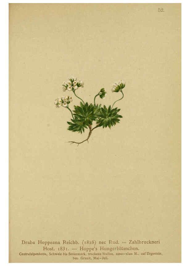 Reproducción/Reproduction 6312019588: Atlas der Alpenflora. v.1. Wien :Eigenthum und Verlag des Deutschen und Oesterr. Alpenvereins,1882