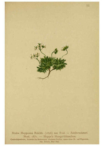 Reproducción/Reproduction 6312019588: Atlas der Alpenflora. v.1. Wien :Eigenthum und Verlag des Deutschen und Oesterr. Alpenvereins,1882