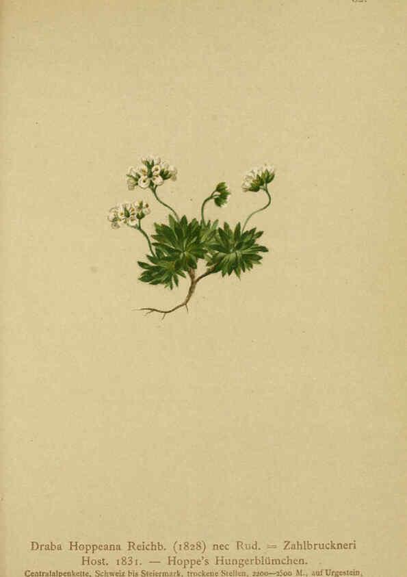 Reproducción/Reproduction 6312019588: Atlas der Alpenflora. v.1. Wien :Eigenthum und Verlag des Deutschen und Oesterr. Alpenvereins,1882