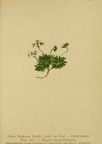 Reproducción/Reproduction 6312019588: Atlas der Alpenflora. v.1. Wien :Eigenthum und Verlag des Deutschen und Oesterr. Alpenvereins,1882